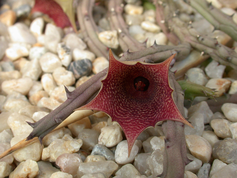 huernia leachii x kerii