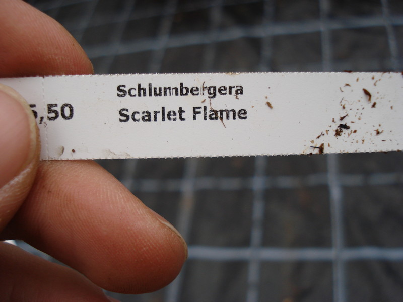 schlumbergera scarlet flame 1615