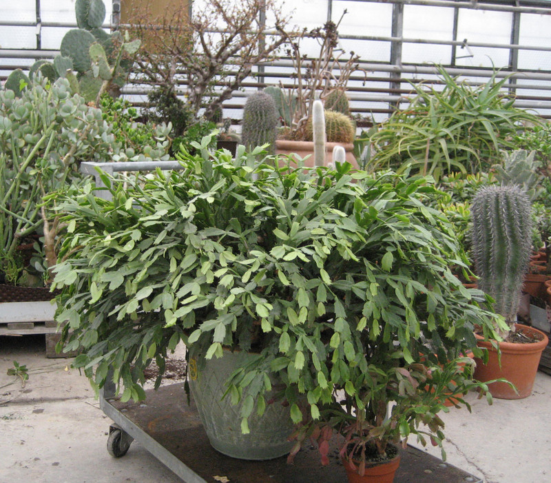 schlumbergera weihnachtsfreude xxl 11 04 08 3068
