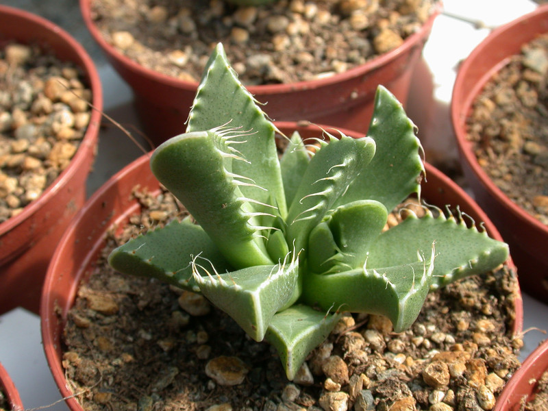 faucaria lupida 01