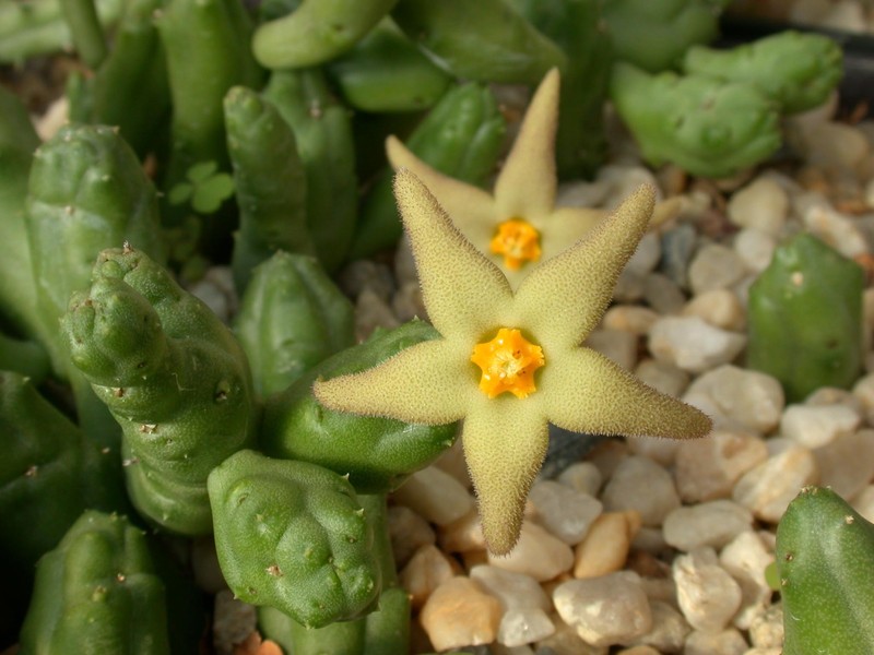 piaranthus geminatus oudshoorn 01