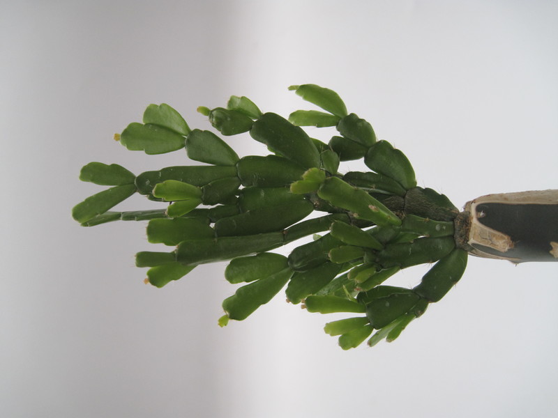 schlumbergera russeliana ehlers 7731