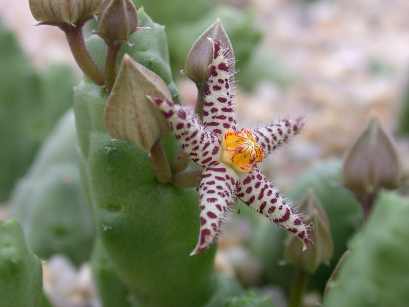 piaranthus comptus es2331 02