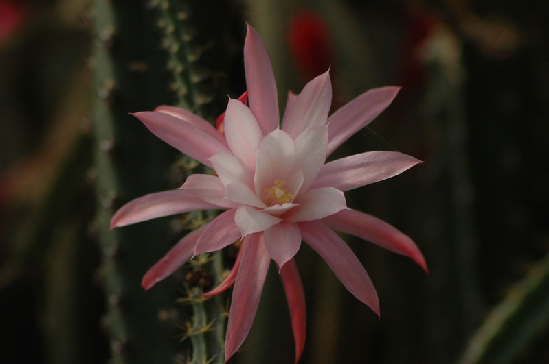 aporocactus nelly paetz 0366