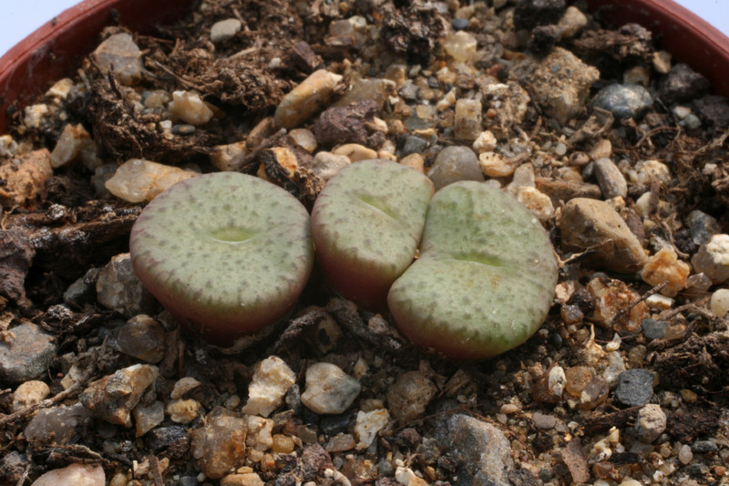 conophytum obcordellum ceresianum kaaimansgat 2862
