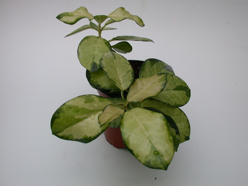 hoya australis lisa 4005