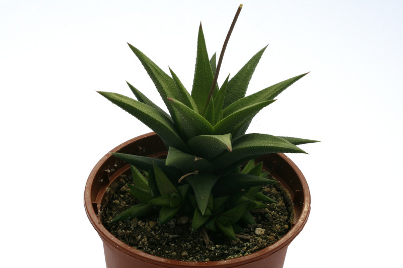 haworthia skinneri 1485