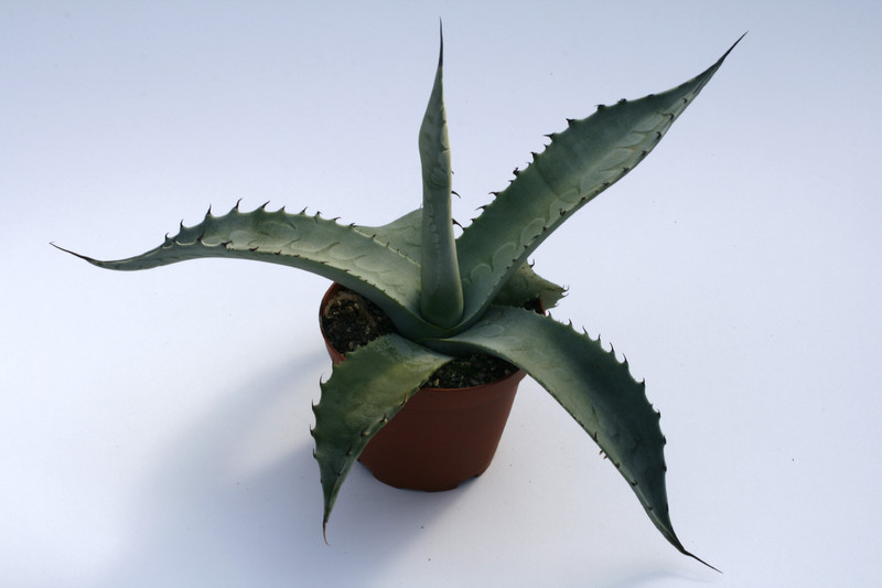agave asperrima 7832
