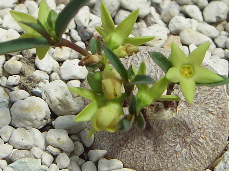 brachystelma caffrum 0819