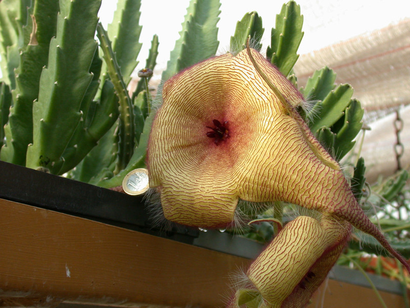stapelia gigantea4