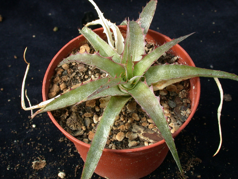 deuterocohnia brevispicata 01