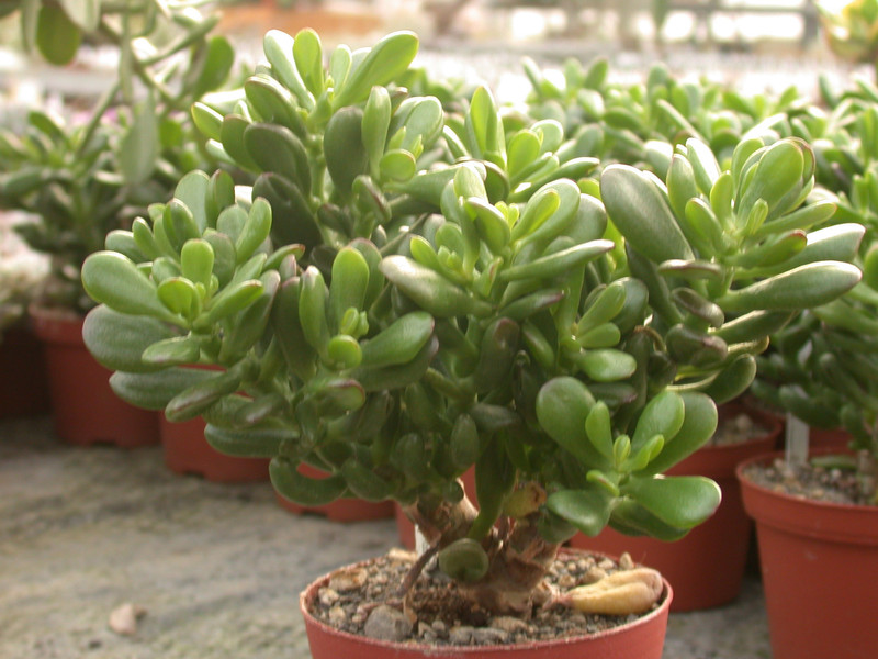 crassula portulacea monst hobbit 02