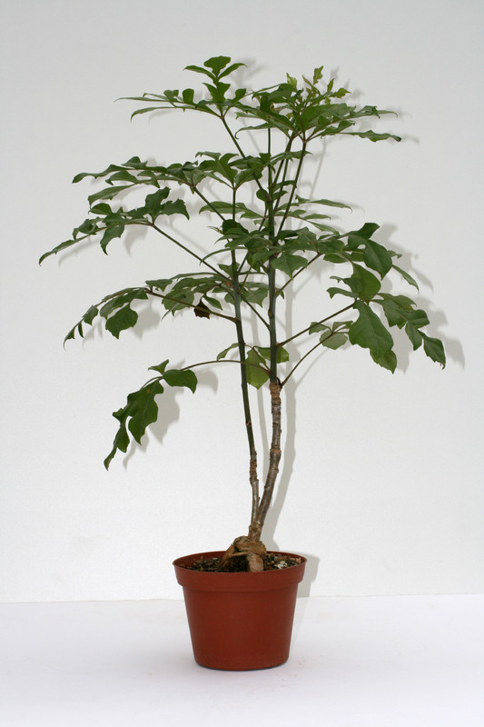 cussonia transvaalensis 3547