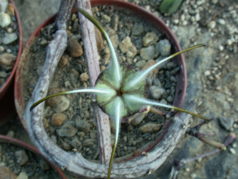 ceropegia stapeliaeformis 02
