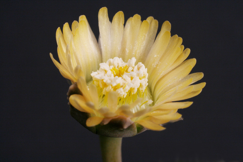 aloinopsis malherbei 3209