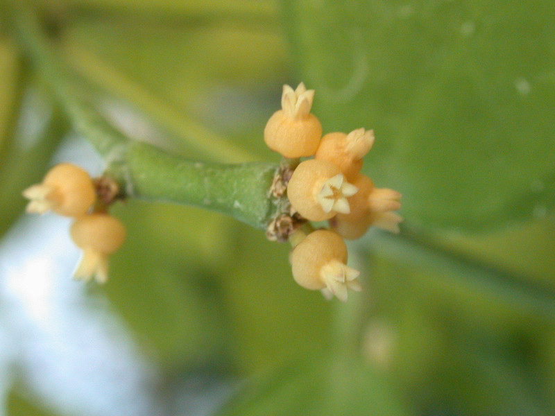 dischidia sulawesi 8852 1