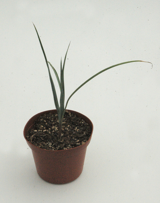 yucca pallida 02