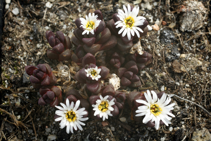 delosperma alpinum 9225