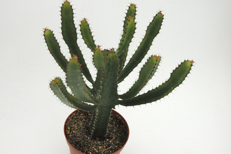 euphorbia confinalis 02