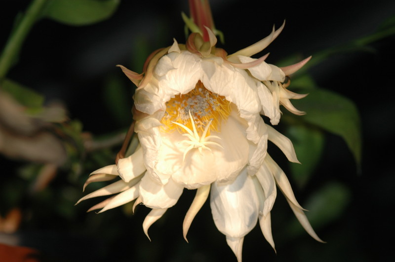 epiphyllum chrysocardium 6588