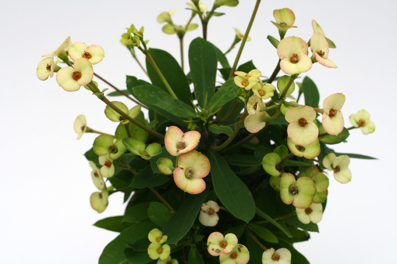 euphorbia milii atlas 1187