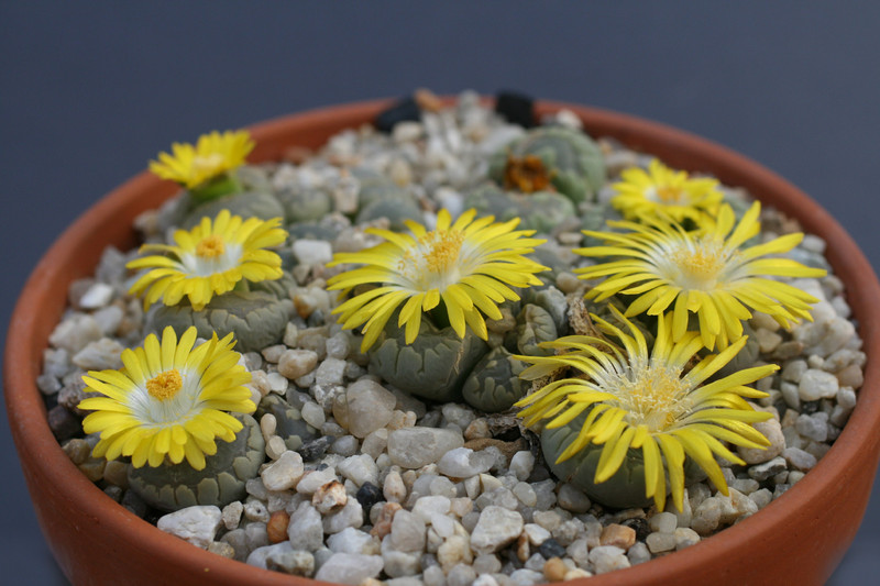 lithops otenziana c128 0224