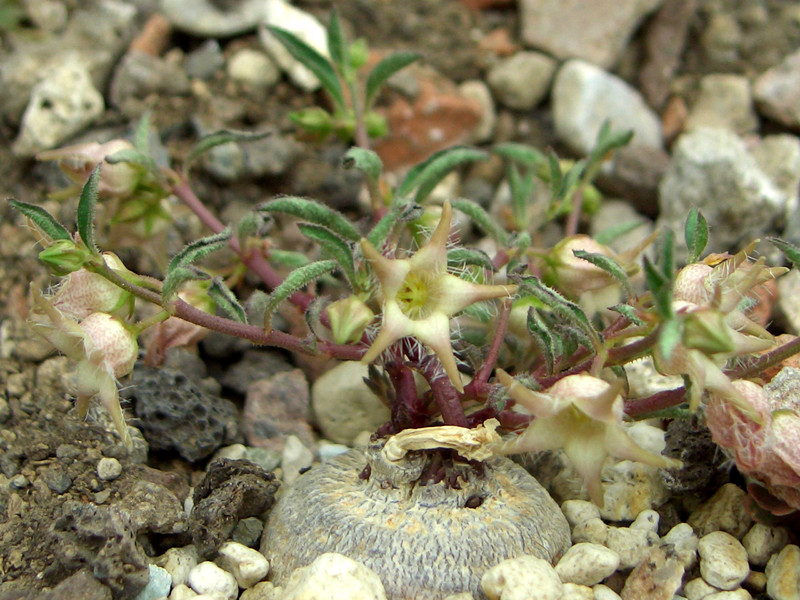 brachystelma meyerianum 0838