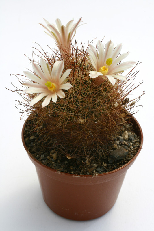 mammillaria carretii syn saffordii 0227