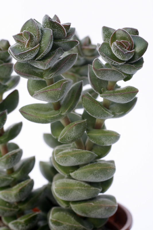 crassula green pagoda 7210