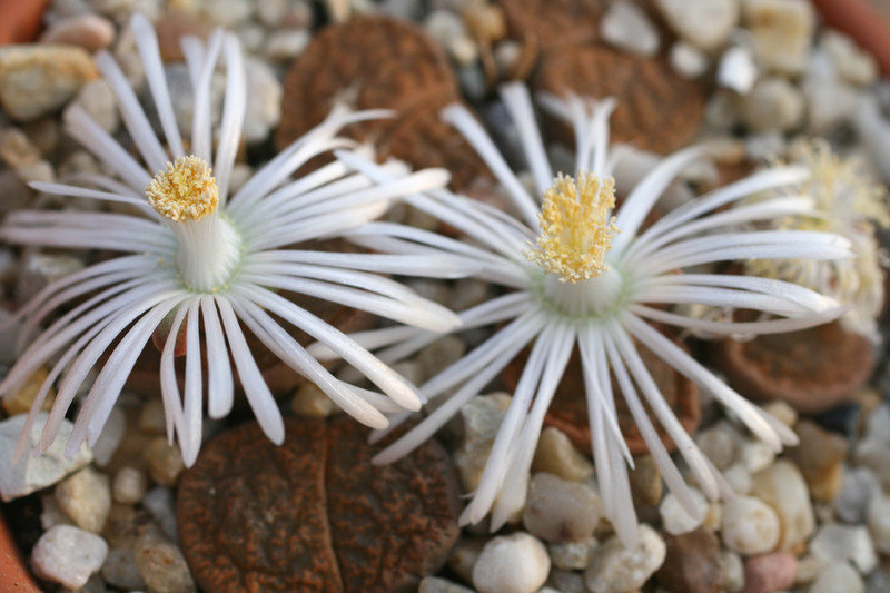 lithops lesliei albiflora c005a 0210