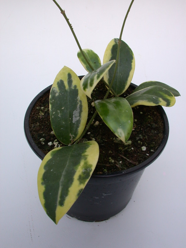hoya parasitica variegata 4026