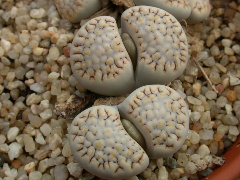 lithops julii fulleri rouxii c215 02