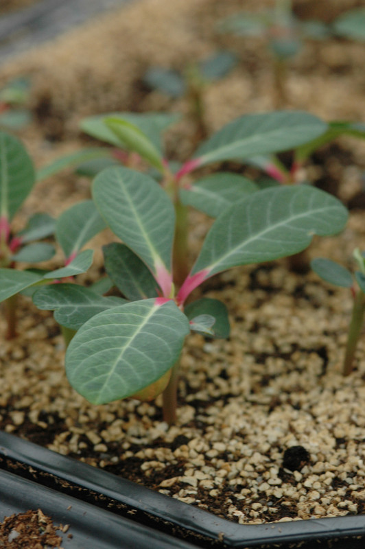 euphorbia viguieri 01