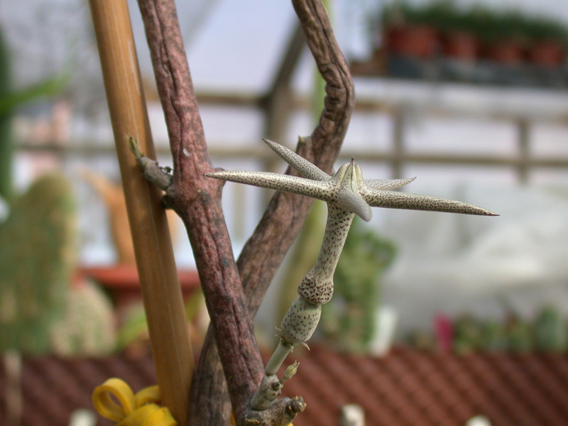 ceropegia variegata es1016 02
