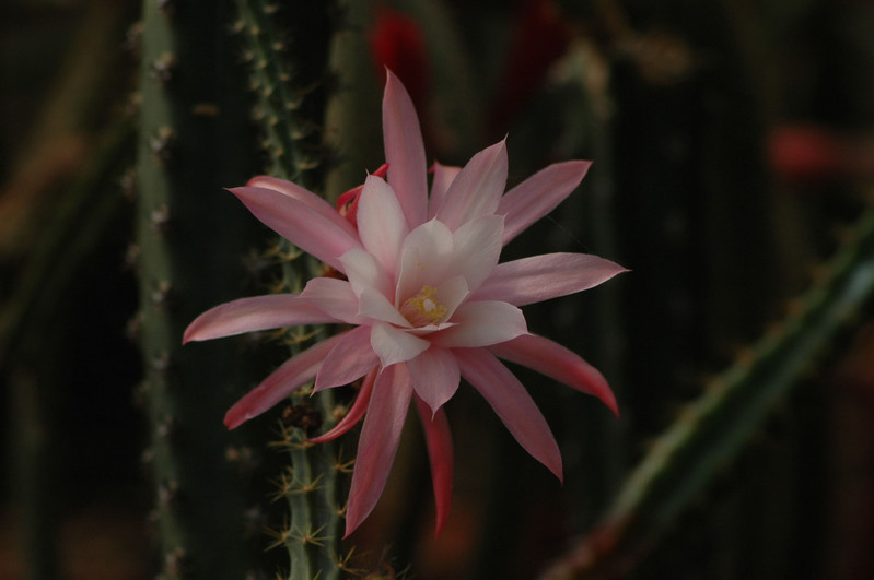 aporocactus nelly paetz 0164