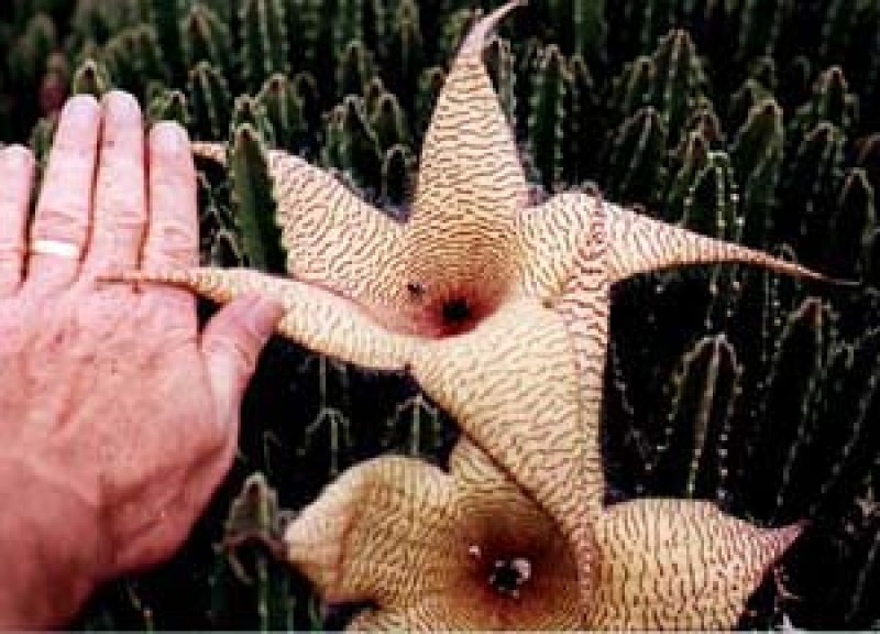 stapelia nobilis 05