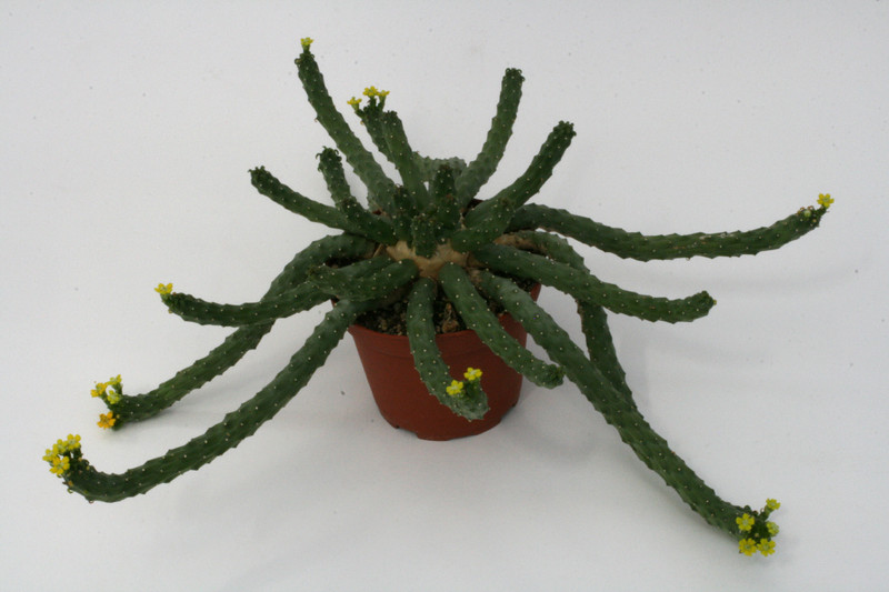 euphorbia inermis 2435
