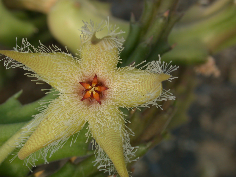 stapelia glanduliflora clanwilliam 03