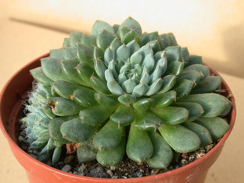 echeveria rondelii 01
