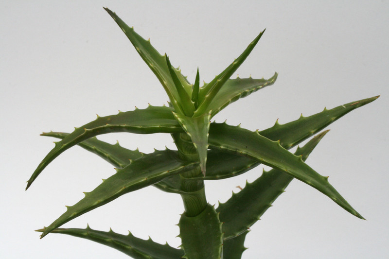 aloe morijensis kenia loita hills 6700