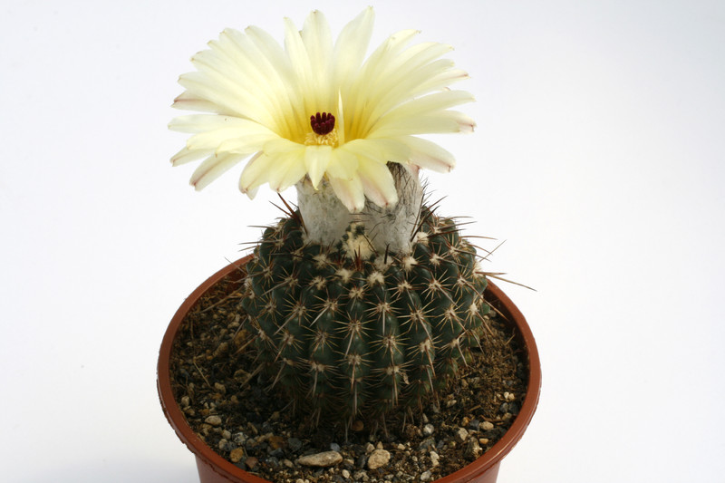 notocactus curvispinus hu338 9667