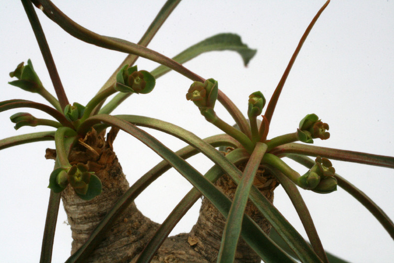 euphorbia silenifolia 0795