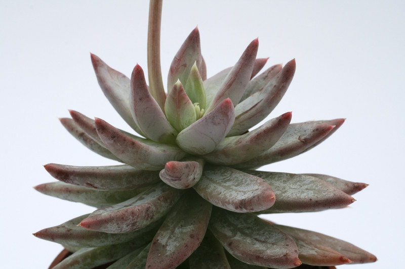 echeveria subalpina 7912