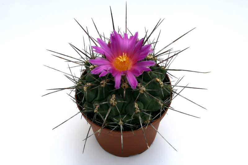 thelocactus freudenbergeri 0453