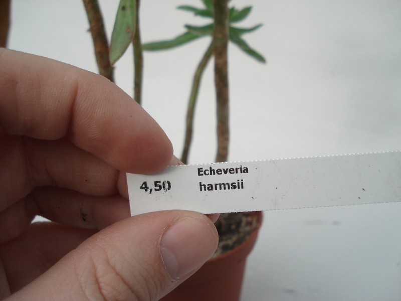 echeveria harmsii 8307