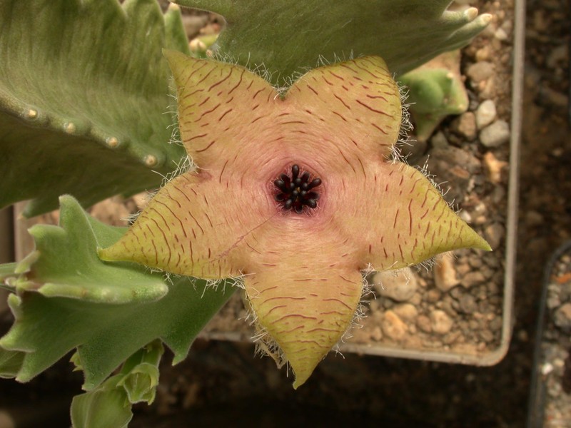 stapelia clavicorona 01