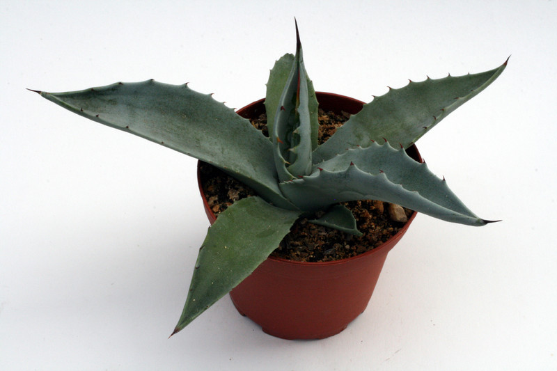 agave desertii apache trail az 0174