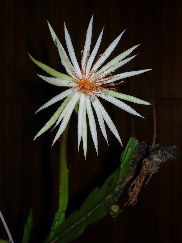 epiphyllum rubrocoronatum rb25 5198 50