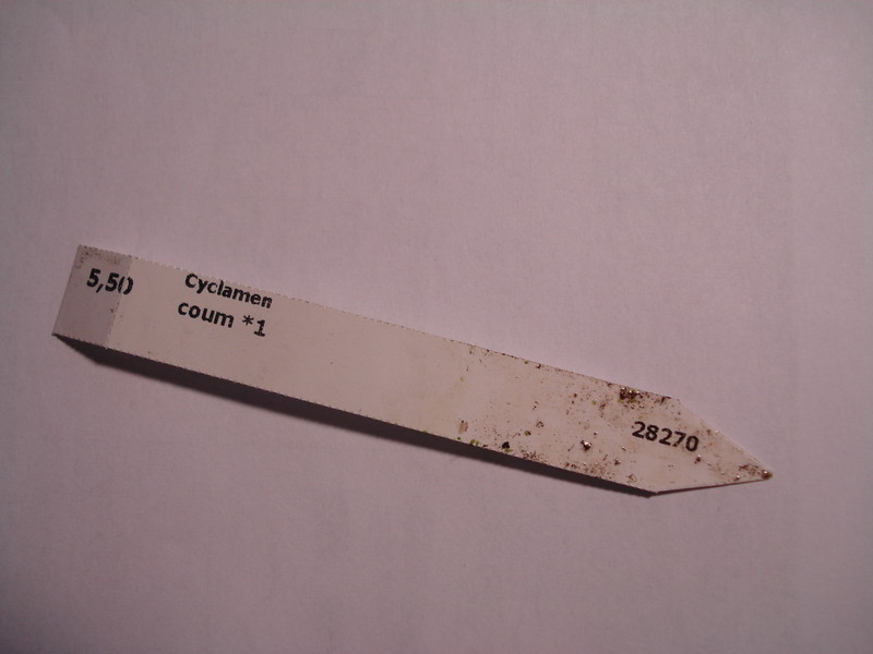 cyclamen coum 022