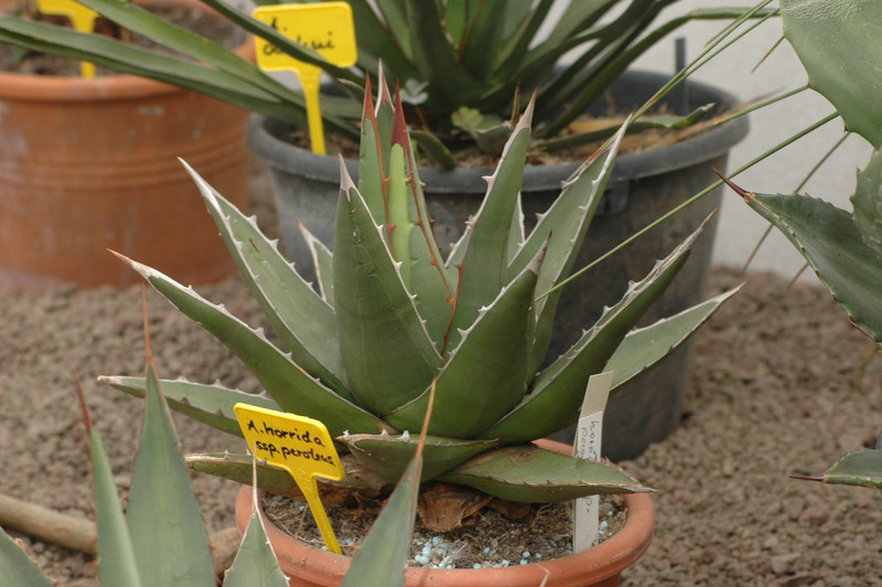 agave horrida perotensis 02